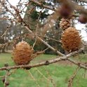 Larix decidua cone